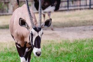 Oryx or Gemsbok standing alone in the green field photo