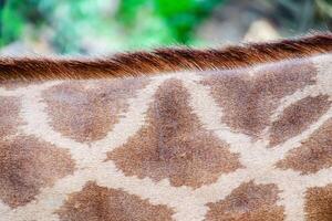 Skin of Giraffe with the spotting pattern photo