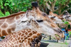 Giraffe being fed photo