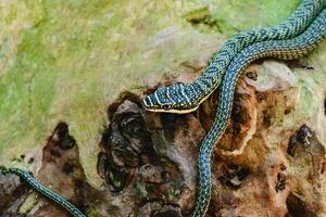 verde serpiente en el naturaleza foto