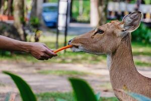 Eld's Deer being fed for animal and wildlife concept photo