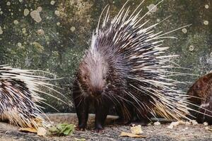 Malayan Porcupine for animals and wildlife concept photo