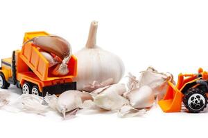 A yellow toy dump truck and bulldozer with garlic on white background photo