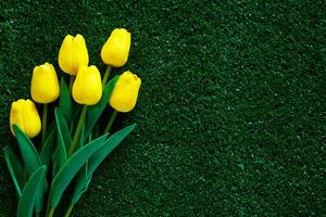 Yellow tulip on green grass background photo