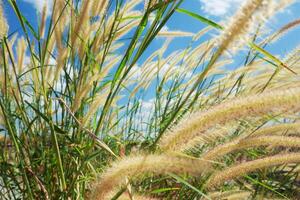 Feather grass field against blue sky background photo