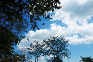 Top of tree branches against blue sky background photo