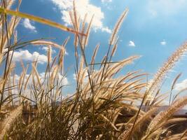 Feather grass field against blue sky background photo