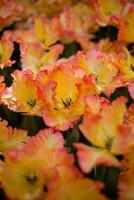 Beautiful colorful red orange tulips in a flowerbed. Bright flowers spring field. Gardening and floristics. Selective focus. photo