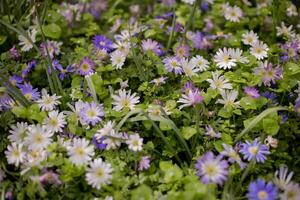 Blue and white Grecian Winter Windflowers, Balkan Anemone Blanda. Summer field of flowers, gardening and floristics. Selective focus. photo