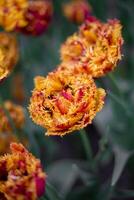 Beautiful colorful red orange tulips in a flowerbed. Bright flowers spring field. Gardening and floristics. Selective focus. photo