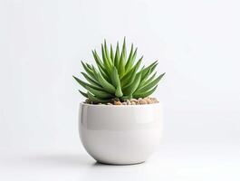 AI generated Minimal cactus in a small plant in pot succulents isolated on white background. photo