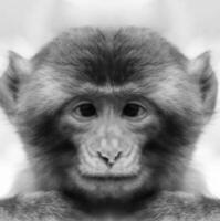 A beautiful black and white portrait of a monkey at close range that looks at the camera. Macaca. photo