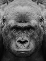 A beautiful black and white portrait of a monkey at close range that looks at the camera. Gorilla photo