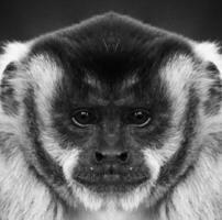 A beautiful black and white portrait of a monkey at close range that looks at the camera photo