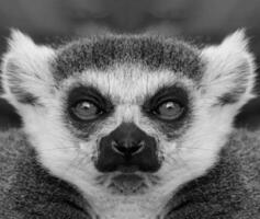 A beautiful black and white portrait of a monkey at close range that looks at the camera. Lemur. photo