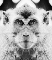 A beautiful black and white portrait of a monkey at close range that looks at the camera photo