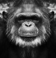 A beautiful black and white portrait of a monkey at close range that looks at the camera. Chimpanzee. photo