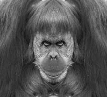 un hermosa negro y blanco retrato de un mono a cerca rango ese mira a el cámara foto