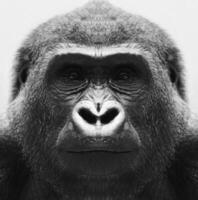 A beautiful black and white portrait of a monkey at close range that looks at the camera. Gorilla. photo