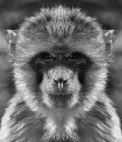 A beautiful black and white portrait of a monkey at close range that looks at the camera photo