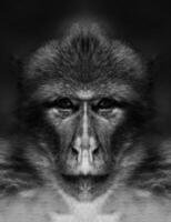 A beautiful black and white portrait of a monkey at close range that looks at the camera photo