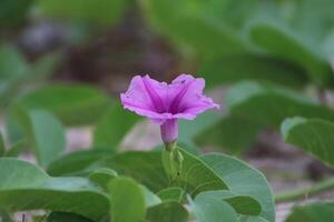 closeup photo of beautiful flowers