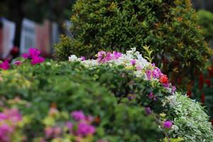 closeup photo of beautiful flowers