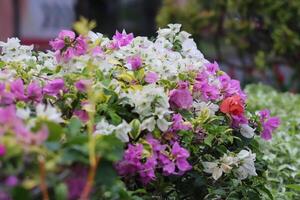 closeup photo of beautiful flowers