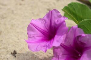 closeup photo of beautiful flowers