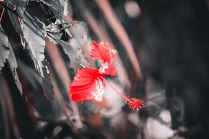 closeup photo of beautiful flowers