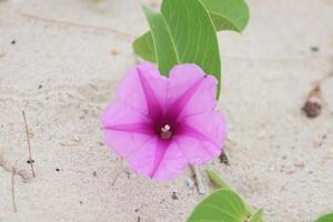 closeup photo of beautiful flowers