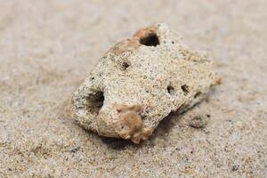 photo of coral rocks on the beach