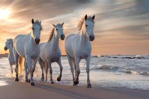 White horses in Camargue, France. photo