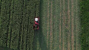 Aerial top down view of harvester at work in field video