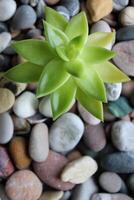 Money Tree Sprout Growing On A Smooth Gravel Stones Vertical Photo For Backgrounds