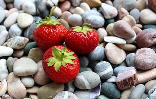 Textured Surface Of Colored Pebbles With Fresh Strawberries On It Stock Photo For Backgrounds