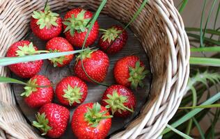 Freshly Picked Strawberries Inside A Wicker Basket With Decoration Plants Around photo