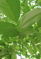 Branch Of Walnut Tree With Green Leaves And Young Ovaries Vertical Stock Photo