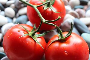 Water Drops On A Ripe Tomatoes In A Branch Lying On A Sea Stones Closeup Stock Photo