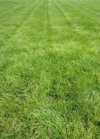 Lawn Care. Lines On A Green Lawn After Grass Cutting Vertical Stock Photo