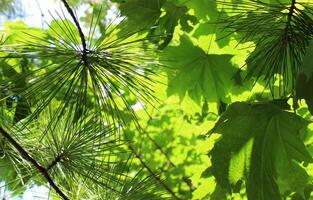 Beauty Pattern Of Maple Leaves And Pine Needles Stock Photo For Nature Backgrounds