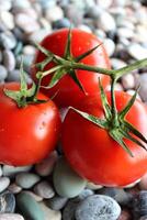 de cerca vertical foto de rama con Tres jugoso maduro tomate vegetales en un redondo piedras