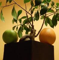 Japan style composition with fruits under bonsai tree in wooden flower pot photo