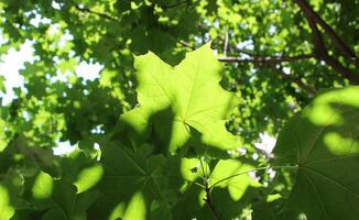 Sunshine breaks through the leaves of the maple stock photo for backgrounds