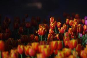 Dark orange red yellow tulip background photo