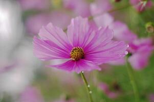 Pink cosmos flowers on a green blurred background. There are traces of water droplets. photo