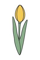 Stylized yellow tulip flower. Isolated design element for springtime greetings, posters or cards vector
