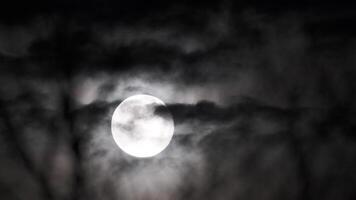 mágico lleno Luna con nubes detrás árbol video