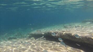 Fish school underwater in Sardinia video