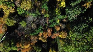 Aerial side top down view of colourful autumn forest in park video